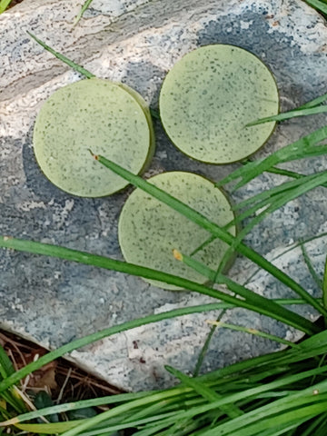 Moringa Soap Bar