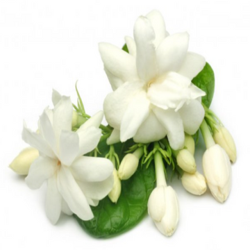 Organic Deodorant - Jasmine Fragrance