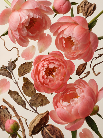 Peony & Patchouli Eau de Parfum