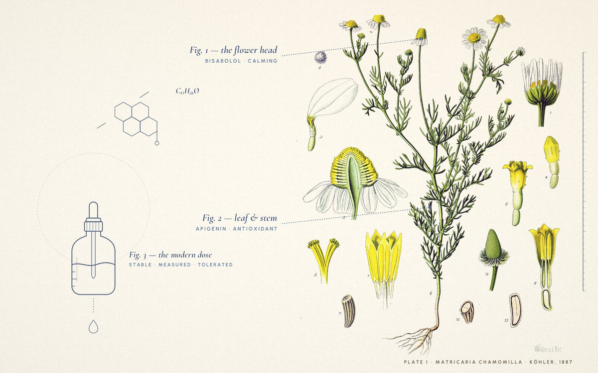 Hand-painted chamomile plate (Köhler, 1887) annotated with modern skincare science