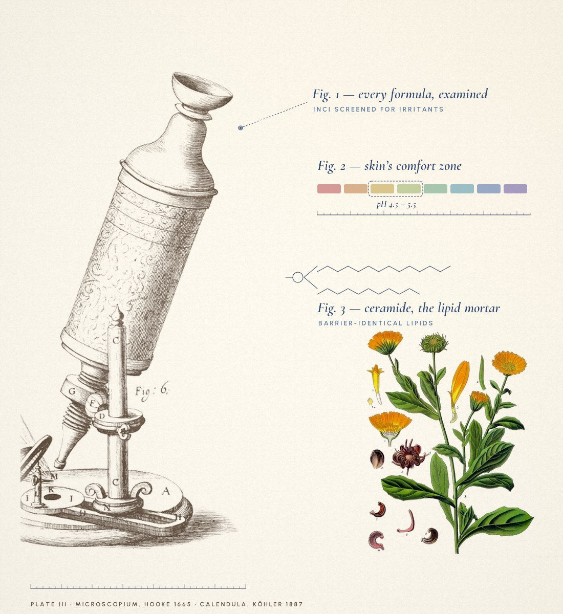 Hooke's 1665 microscope and calendula plate with ingredient-screening notes